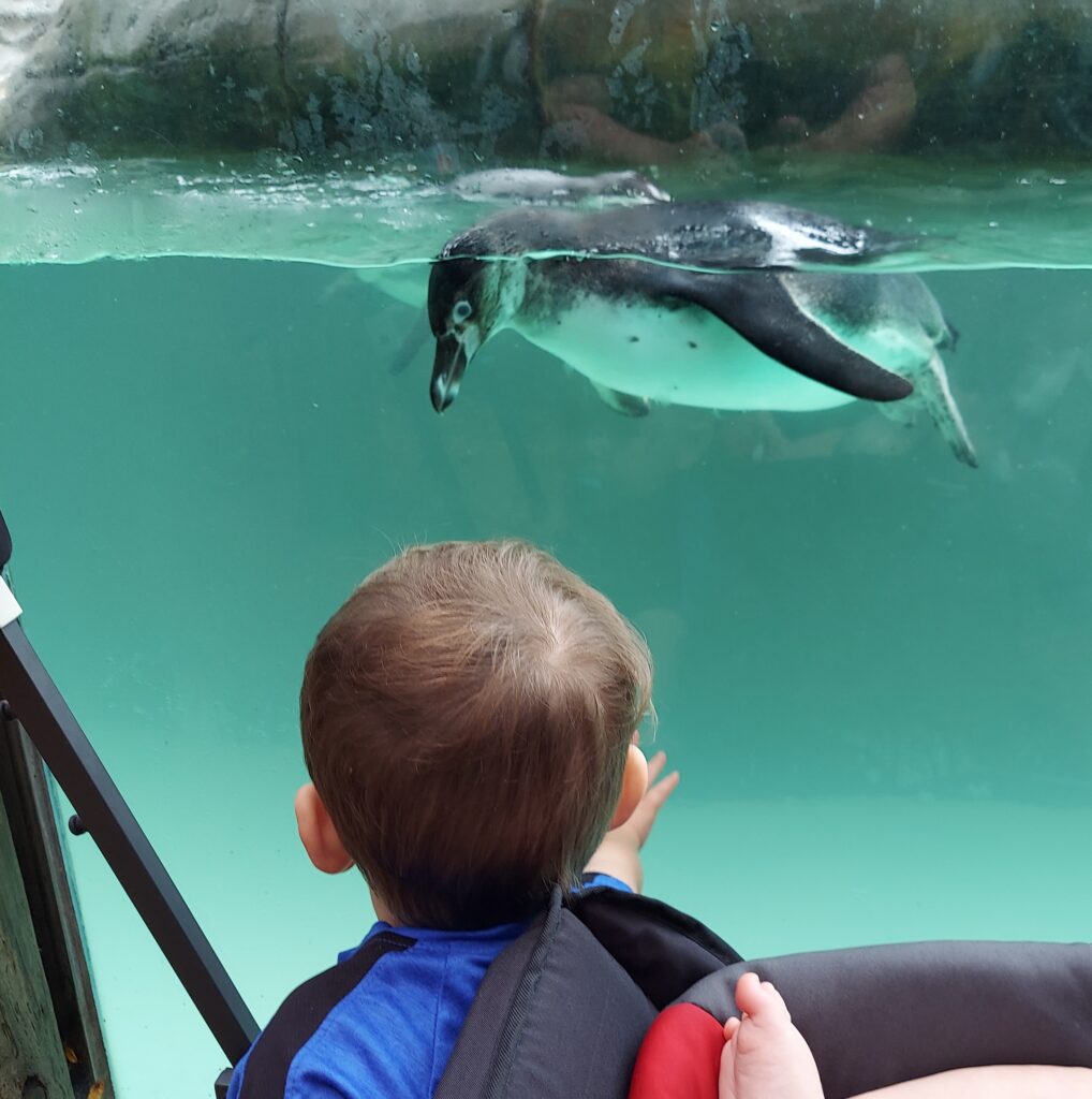 Child looking at a penguin during a trip to the zoo.