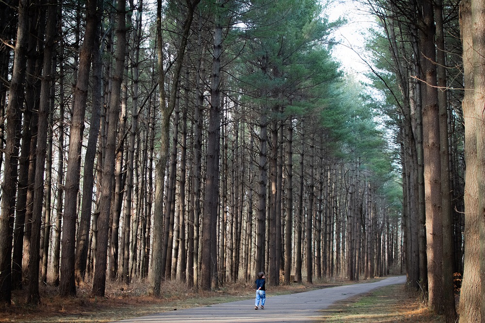 Young child running along a paved hiking trail among the pine trees of Walnut Woods Metro Park.