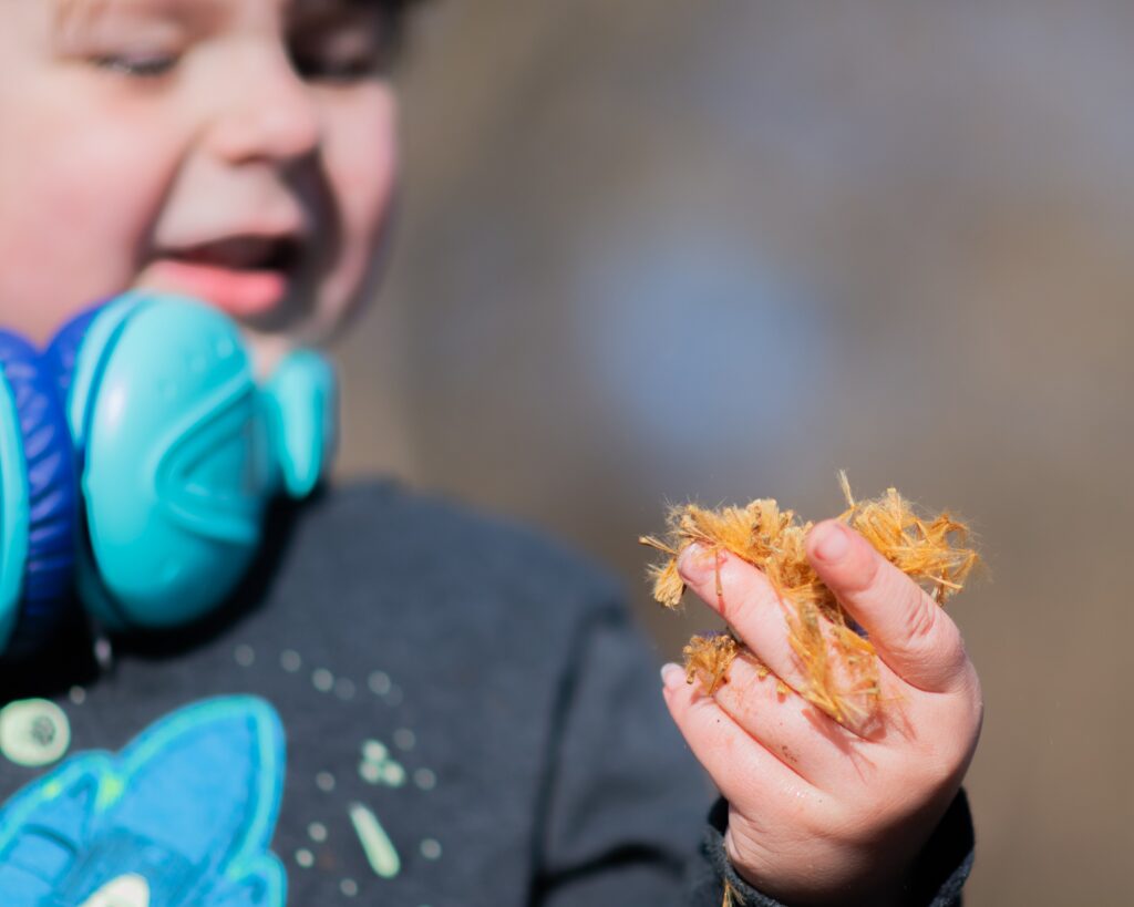 Child engaging in natural sensory play by discovering the fluffy seeds from a nearby tree.