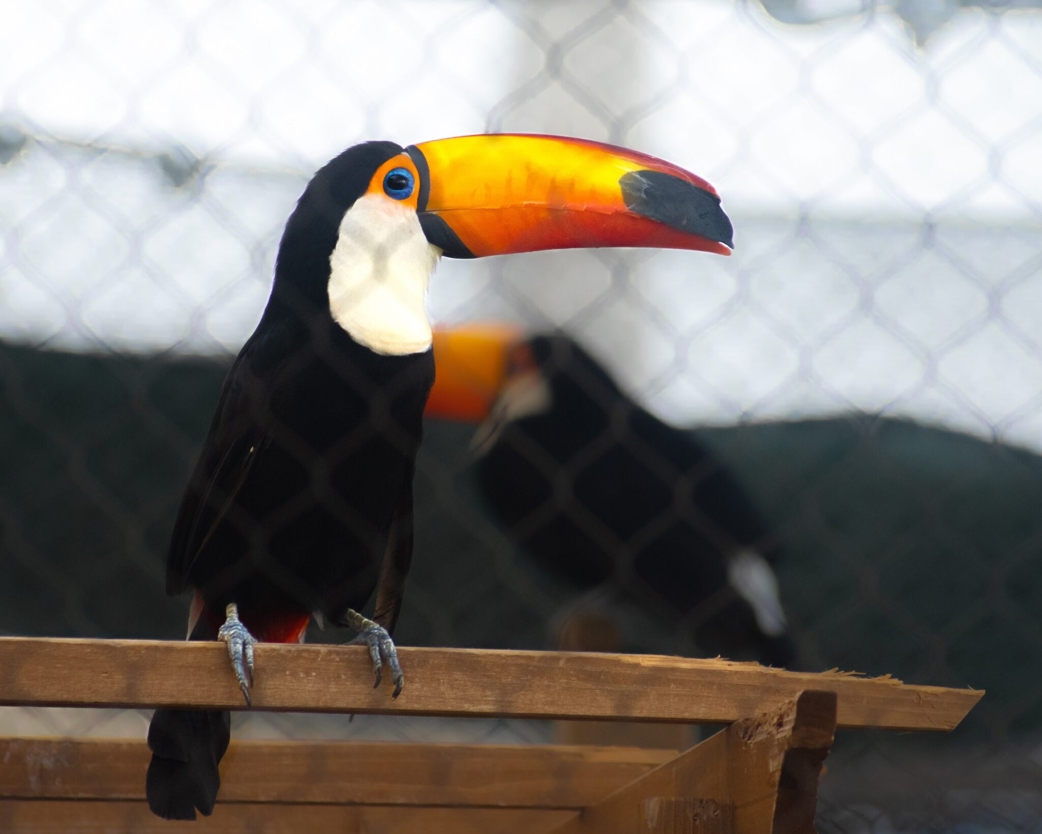 Planning a Successful Zoo Day with Toddlers