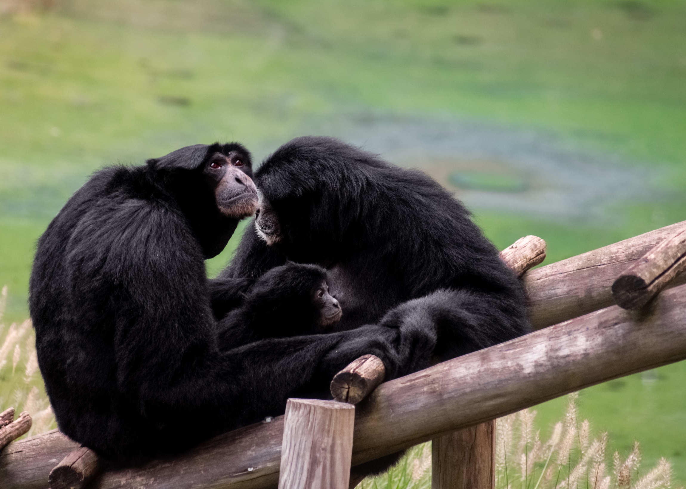 Planning a Successful Zoo Day with Toddlers